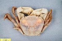 藏品(字紋弓蟹)的圖片